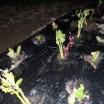 白菜　ツルムラサキ　定植　221010